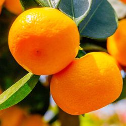 Grafted dancy tangerine tree😃🌿🌿🍊🍊🍊
