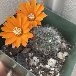 Very Small Cactus Blooming Small Flower Plant  , In 4 Inch Pot Pick Up Only