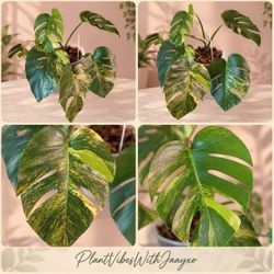Monstera Aurea Plant - 8inch