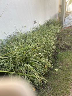 FREE SPIDER PLANTS