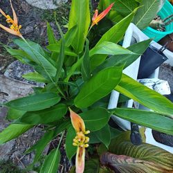 Orange Bird Of Paradise Plants