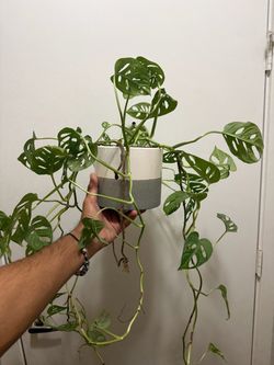 Monstera Adansonii Swiss Cheese