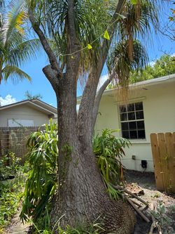 Ponytail palm tree