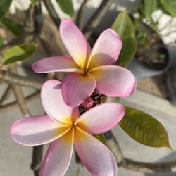 Plumeria Tree - Mature 15 Gallon Pot