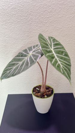 Alocasia Pink Dragon