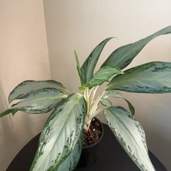 Aglaonema silver bay/ Chinese evergreen plant