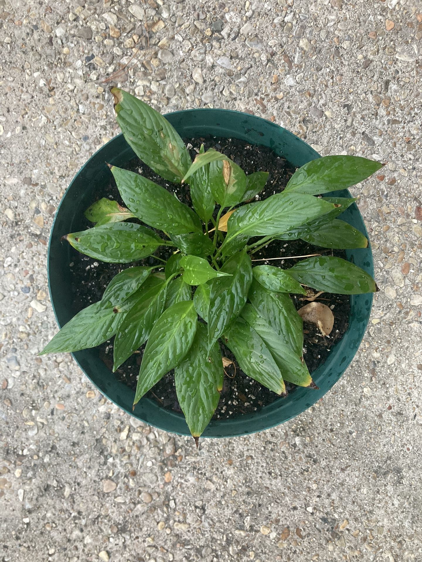 Peace Lily, Large