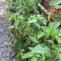 Chiltepin
