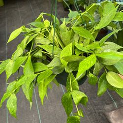 Hiya Fish Tail 6 Inch Pot