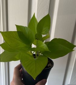 Neon Pothos