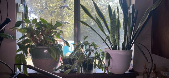 Beautiful plants