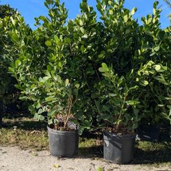 Huge Clusias Over 6 Feet Tall And Podocarpus  Instant Privacy Hedge For Fence 