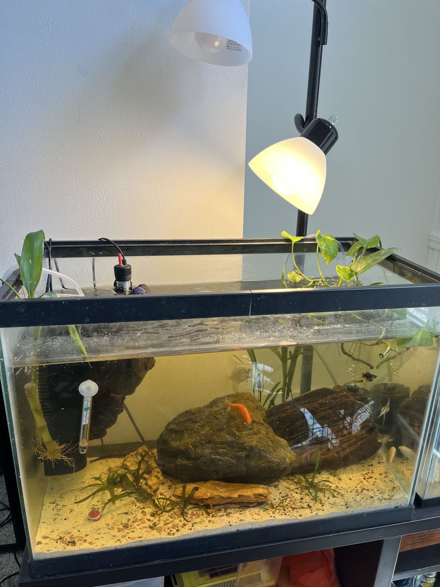 20 Gallon Fish Tank ( JUST THE FISH TANK)