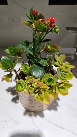 Kalanchoe blossfeldiana, a flowering succulent plant