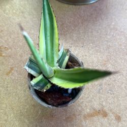 Variegated Agave 