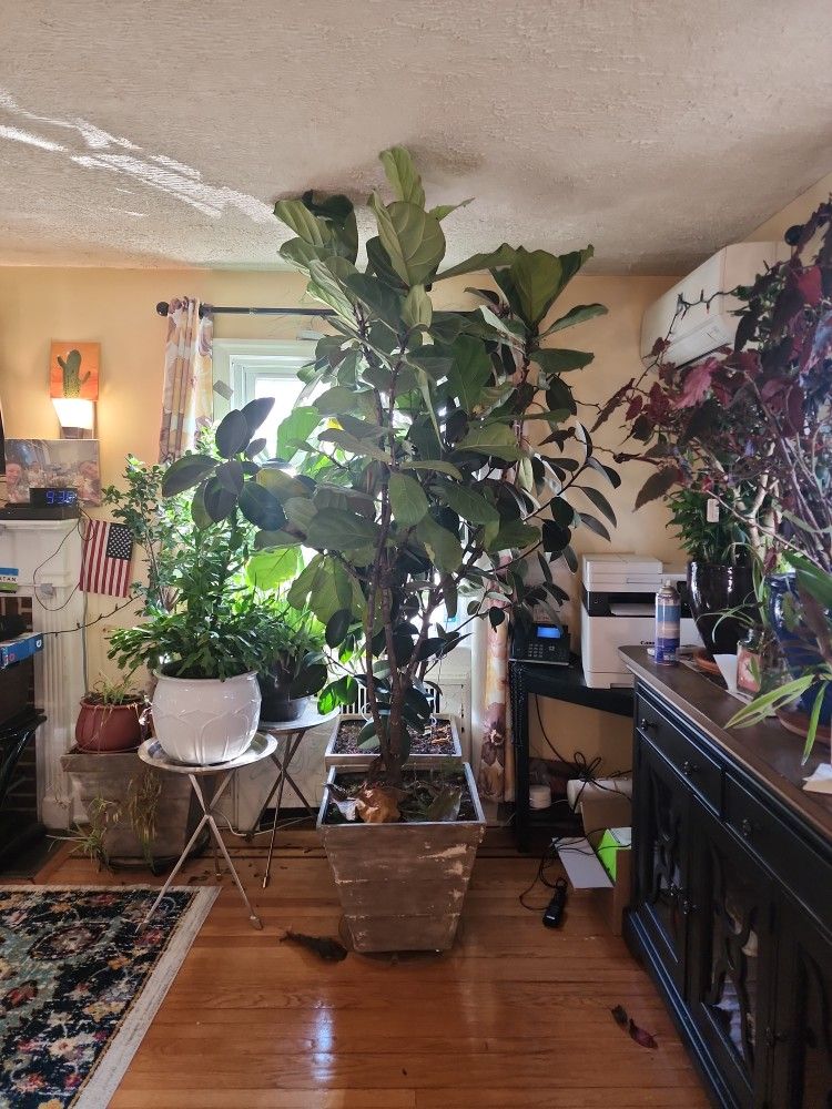 Fiddle Leaf Fig Tree.