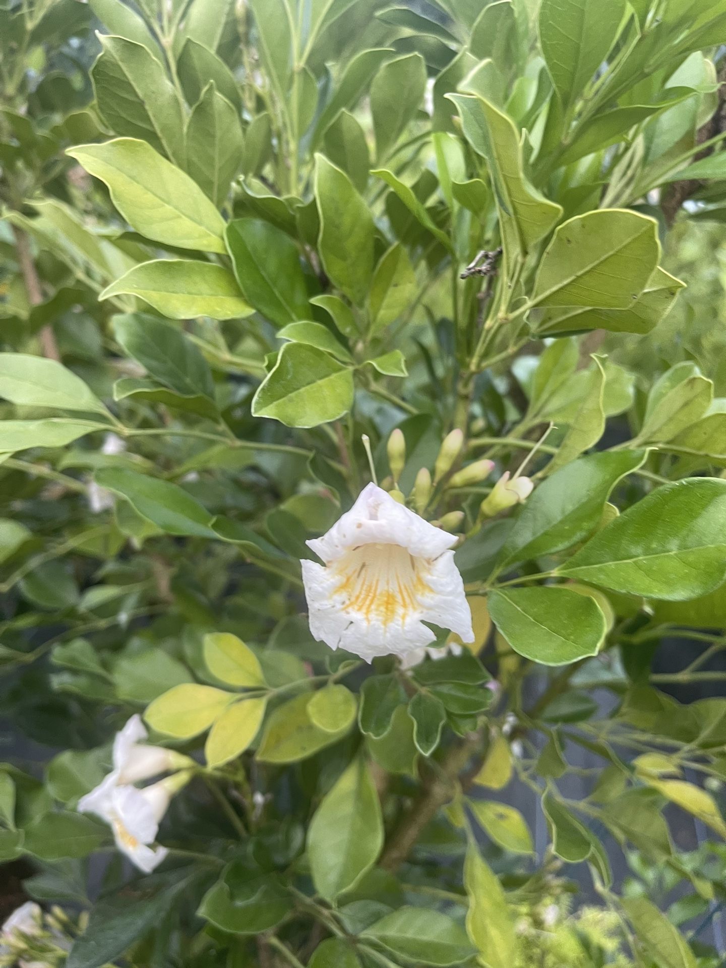 Radermachera Kunming Dwarf Jazmine Tree