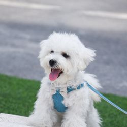 Bowknot Linen Pet Harness & Leash Set: Stylish, Adjustable, Soft