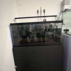 40 Gallon Breeder Tank + Stand + Fluval Light – MUST GO