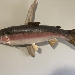 Rainbow trout