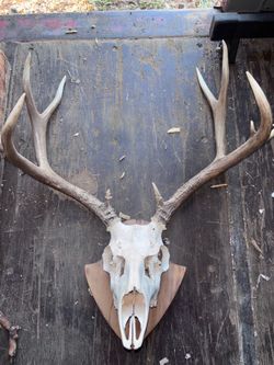Deer skull wall Mount