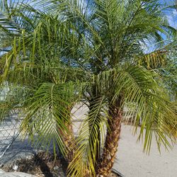 Triple Robellini Palm 🌴 25GL $150