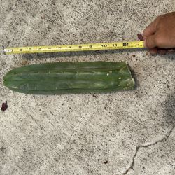 Various Trichocereus Cactus