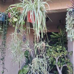 Large Spider 🕷 Plant $25