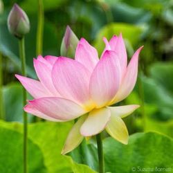 Lotus plant