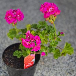 Geranium Flower  Plant Live