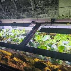 Aquarium Or Pond Fresh Water Hyacinth Live Plant.