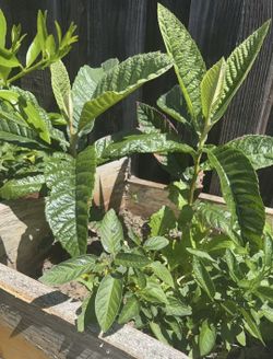 Plants