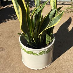 Snake Plant 