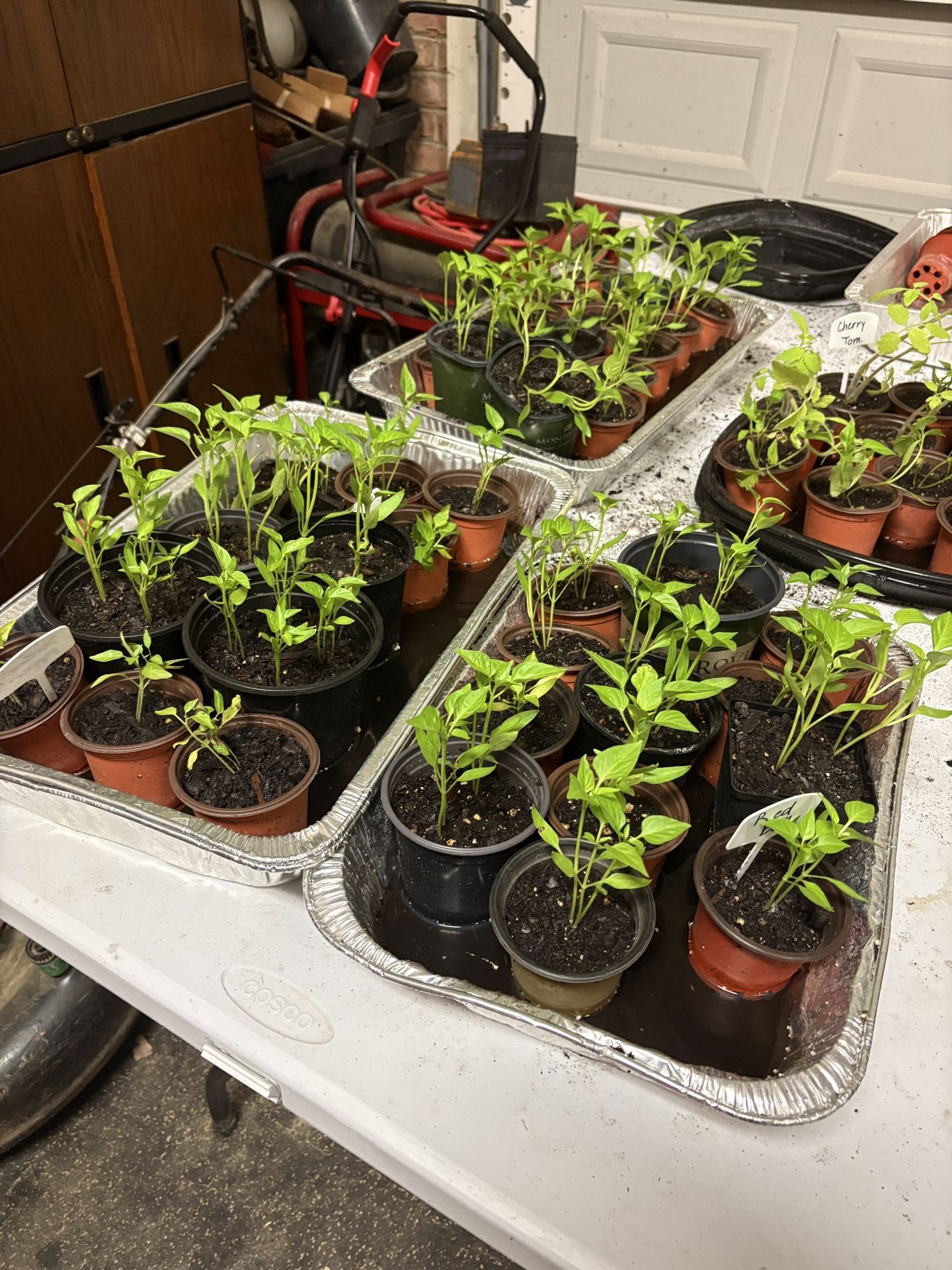 Bell Pepper Plants