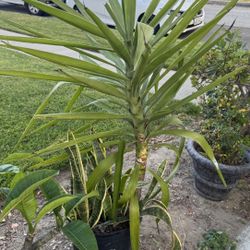 Yucca Plant Sale
