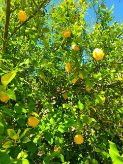 Fresh Lemons , juicy