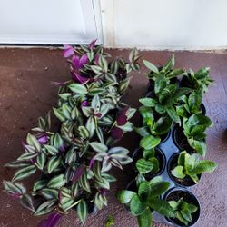 🪴Plants🪴 Wandering Jew And/or Snake Plants