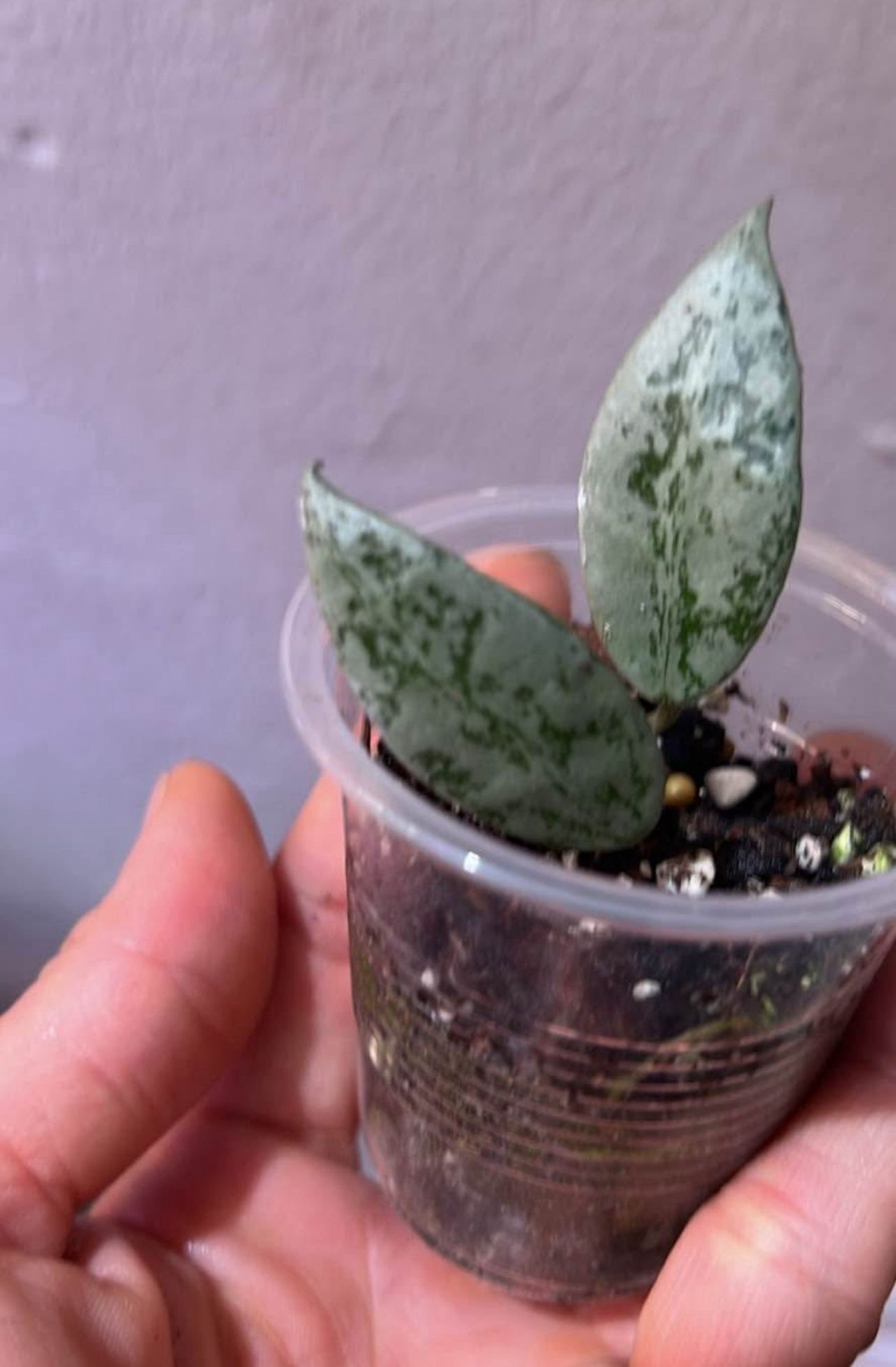 Hoya Lacunosa Lime