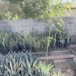 Agave Plants