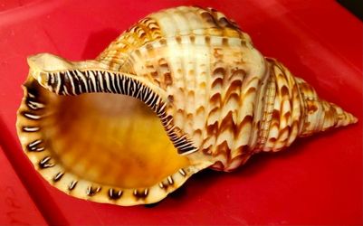 Large Pacific Triton Specimen Shell