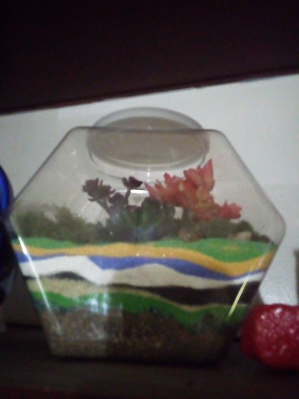 Cactus Aquarium