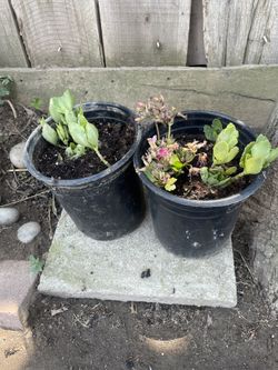 $5 Flowers - Flowers Are Pink And Beautiful 