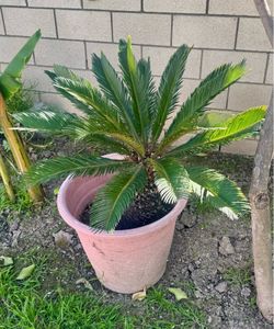 Sago Palm tree plant in pot