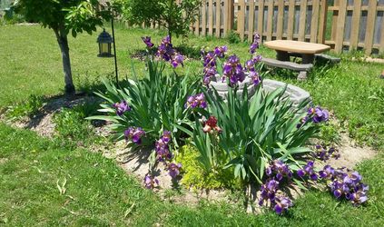 Plants sale. Strawberry, irises, spearmint, peppermint