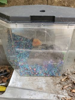Fish Tank