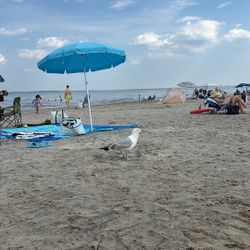Seagull