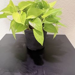Neon Pothos