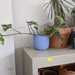 2/27/21 - Generic Pottery Sale Post Now Featuring Succulents