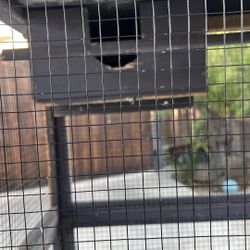 Bird Cage