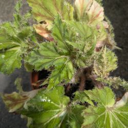 "Unique" Begonia 